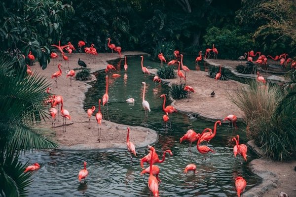 Comment les flamants roses filtrent-ils leur nourriture dans l'eau?