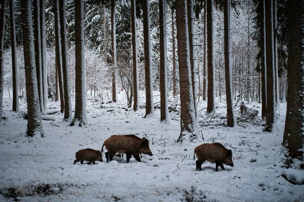Comment les sangliers façonnent-ils le paysage forestier avec leur alimentation?